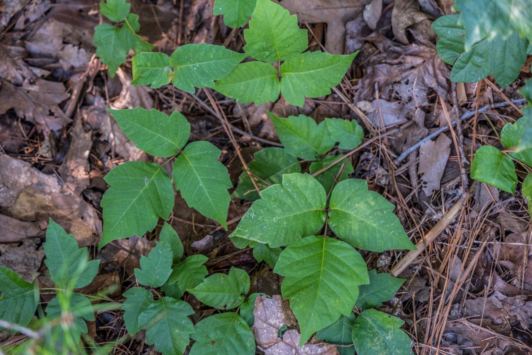Everything You Need To Know About Poison Ivy